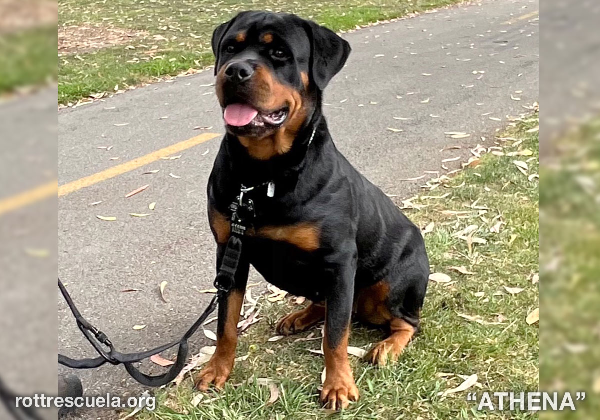 Are Rottweilers People Friendly