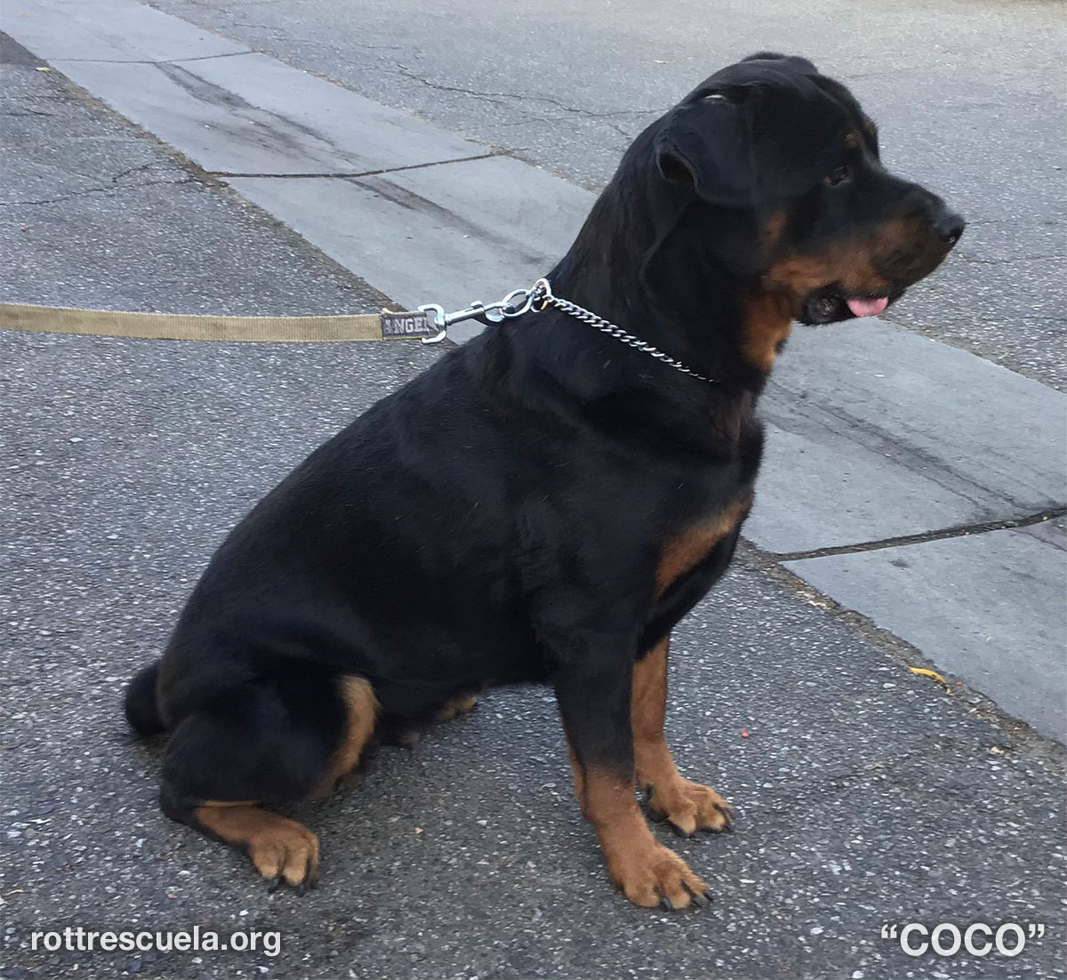 Rottweilers For Adoption