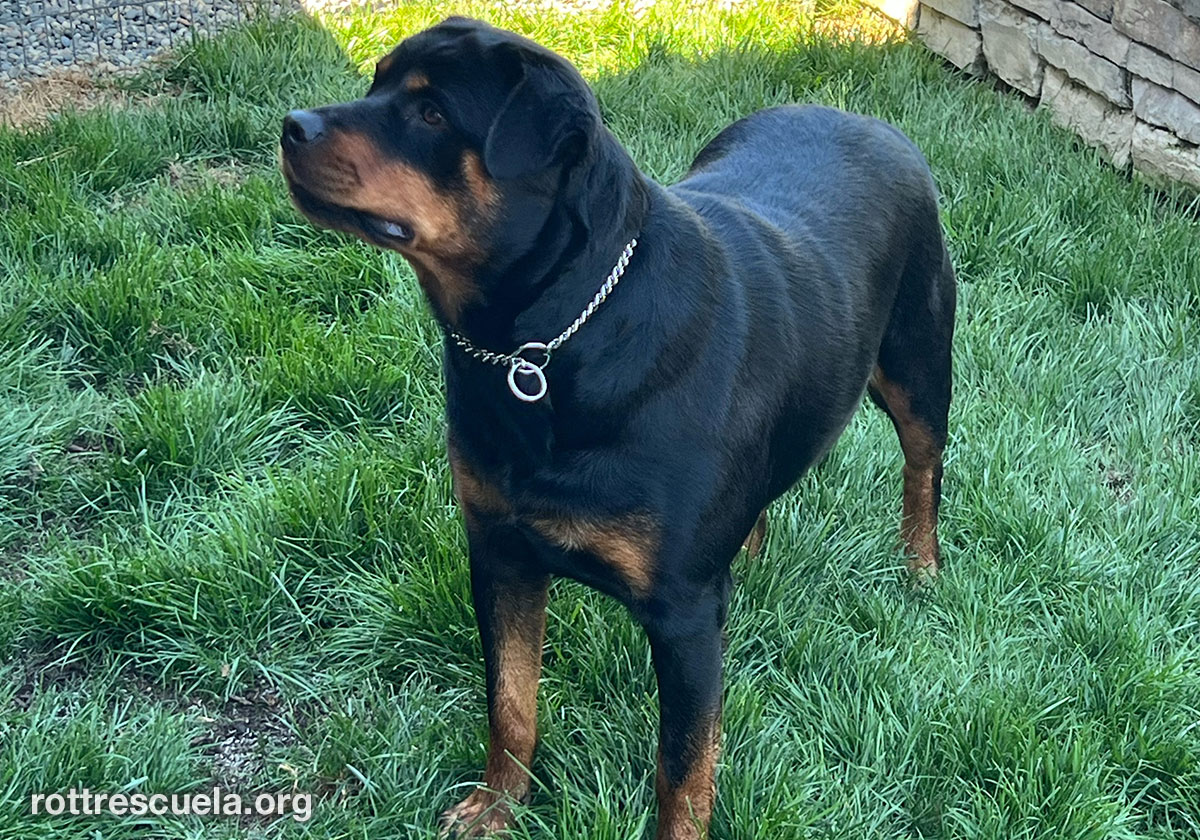 Rottweilers For Adoption